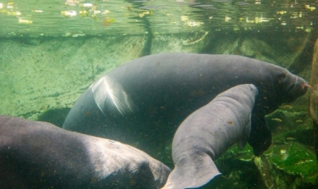 Etats-Unis: nombre record de lamantins en Floride