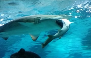 Le bruit des bateaux double la mortalité de poissons par prédation
