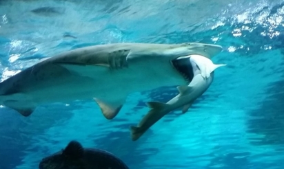 Le bruit des bateaux double la mortalité de poissons par prédation