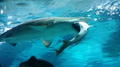 Le bruit des bateaux double la mortalité de poissons par prédation