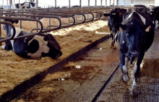 Aveyron : une inspectrice de la chambre d'agriculture meurt noyée après une altercation dans une exploitation laitière