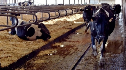 Aveyron : une inspectrice de la chambre d’agriculture meurt noyée après une altercation dans une exploitation laitière