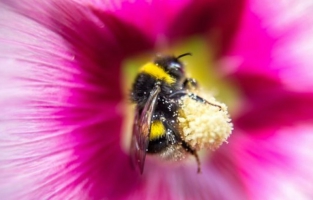 Moins d'abeilles, moins de papillons: une partie de la production agricole menacée