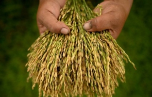 Une percée sur le patrimoine génétique du riz: une nouvelle révolution verte