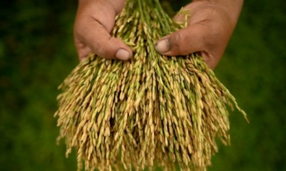 Une percée sur le patrimoine génétique du riz: une nouvelle révolution verte