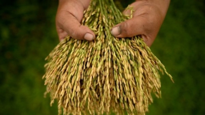 Une percée sur le patrimoine génétique du riz: une nouvelle révolution verte