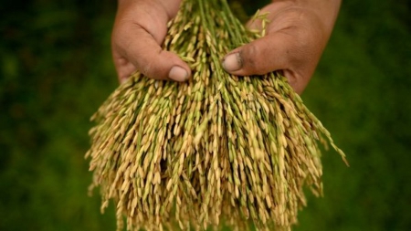 Une percée sur le patrimoine génétique du riz: une nouvelle révolution verte