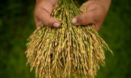 Une percée sur le patrimoine génétique du riz: une nouvelle révolution verte