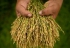 Une percée sur le patrimoine génétique du riz: une nouvelle révolution verte