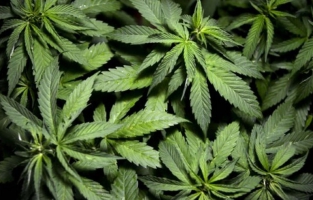 Nord: 4.000 pieds de cannabis découverts dans un entrepôt à Hem