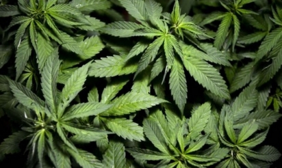 Nord: 4.000 pieds de cannabis découverts dans un entrepôt à Hem