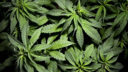 Nord: 4.000 pieds de cannabis découverts dans un entrepôt à Hem