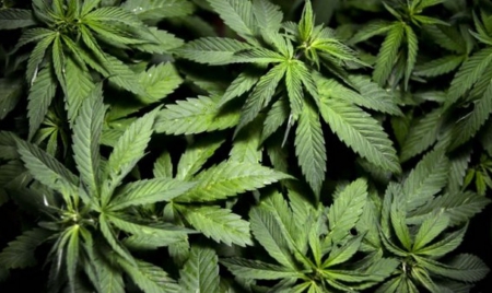 Nord: 4.000 pieds de cannabis découverts dans un entrepôt à Hem