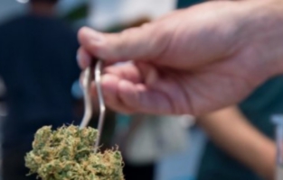 Médical ou récréatif, le cannabis légal fait planer l'Amérique avec ses milliards