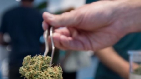 Médical ou récréatif, le cannabis légal fait planer l’Amérique avec ses milliards