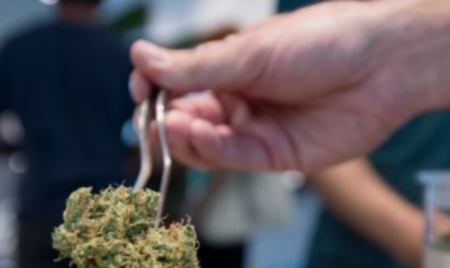 Médical ou récréatif, le cannabis légal fait planer l’Amérique avec ses milliards