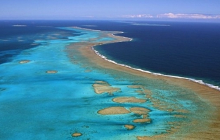 Episode massif de blanchissement des coraux observé en Nouvelle-Calédonie 