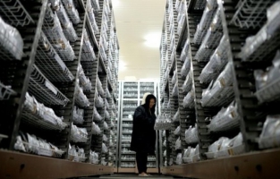 Une percée sur le patrimoine génétique du riz: une nouvelle révolution verte