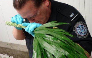 Etats-Unis: avant la Saint-Valentin, les fleurs importées passées au peigne fin