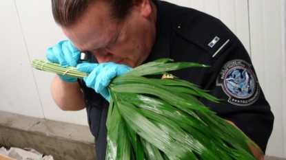 Etats-Unis: avant la Saint-Valentin, les fleurs importées passées au peigne fin