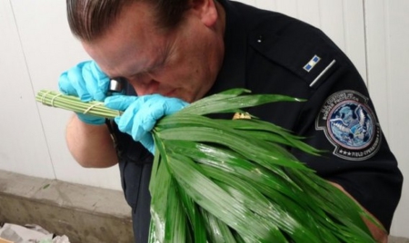 Etats-Unis: avant la Saint-Valentin, les fleurs importées passées au peigne fin