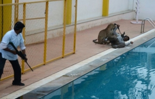 Un léopard blesse cinq personnes dans une école en Inde
