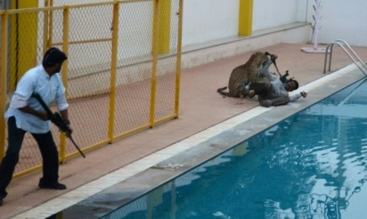 Un léopard blesse cinq personnes dans une école en Inde