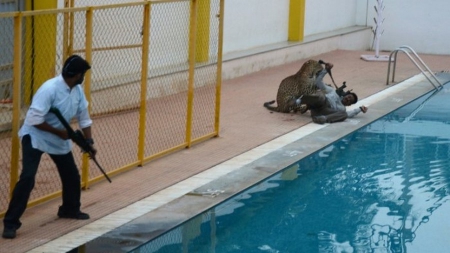 Un léopard blesse cinq personnes dans une école en Inde