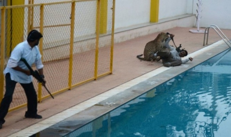 Un léopard blesse cinq personnes dans une école en Inde