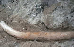 Pakistan: découverte d'une défense de stégodon vieille de plus d'1 million d'années