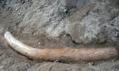 Pakistan: découverte d’une défense de stégodon vieille de plus d’1 million d’années