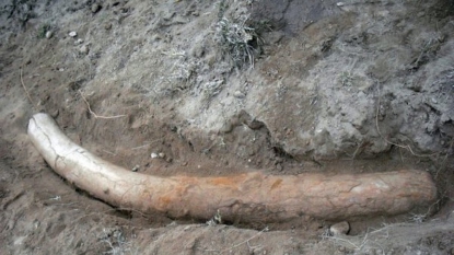 Pakistan: découverte d’une défense de stégodon vieille de plus d’1 million d’années