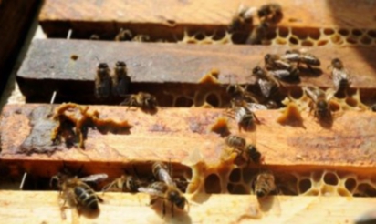 Biodiversité: l’Assemblée vote l’interdiction des néonicotinoïdes