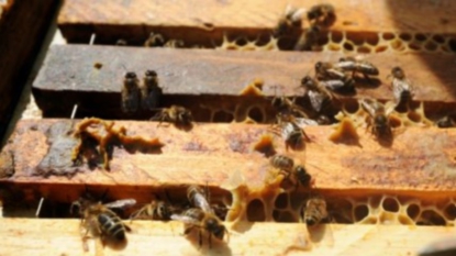 Biodiversité: l’Assemblée vote l’interdiction des néonicotinoïdes