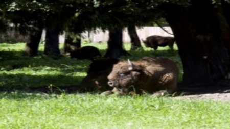 Pologne: feu vert à l’abattage massif d’arbres dans la grande forêt de Bialowieza