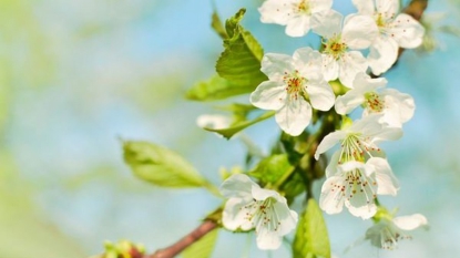 Pourquoi le printemps commence le 20 mars cette année, et non le 21