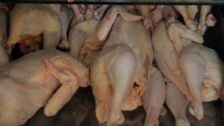 Poulet au formol, olives repeintes, viande de singe… Saisie record de 10.000 tonnes d’aliments dangereux