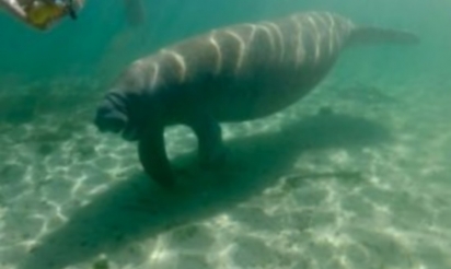 Floride: le lamantin, espèce en danger mais peut-être plus pour longtemps
