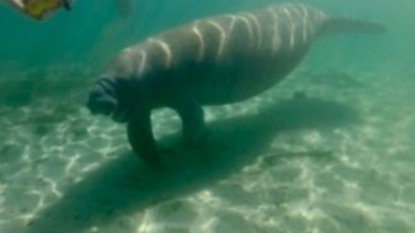 Floride: le lamantin, espèce en danger mais peut-être plus pour longtemps