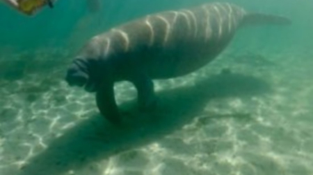 Floride: le lamantin, espèce en danger mais peut-être plus pour longtemps