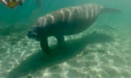 Floride: le lamantin, espèce en danger mais peut-être plus pour longtemps
