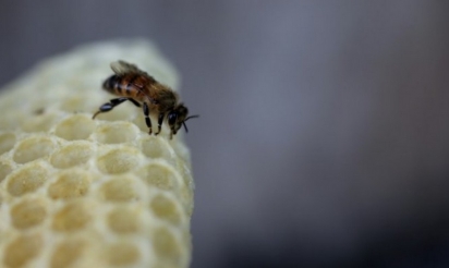 Miel: la chute de la production en France enrayée en 2015