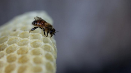 Miel: la chute de la production en France enrayée en 2015