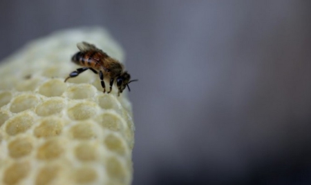 Miel: la chute de la production en France enrayée en 2015