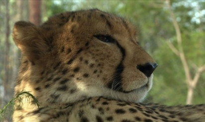 Laurie Marker: une vie pour sauver les guépards de l’extinction