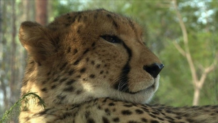 Laurie Marker: une vie pour sauver les guépards de l’extinction