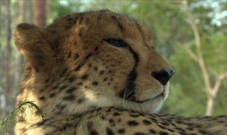 Laurie Marker: une vie pour sauver les guépards de l’extinction