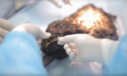 Des scientifiques examinent un chien vieux de 12 400 ans