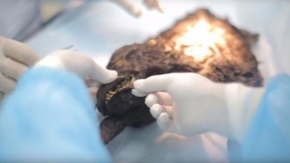 Des scientifiques examinent un chien vieux de 12 400 ans