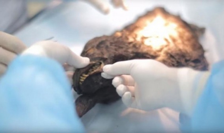 Des scientifiques examinent un chien vieux de 12 400 ans